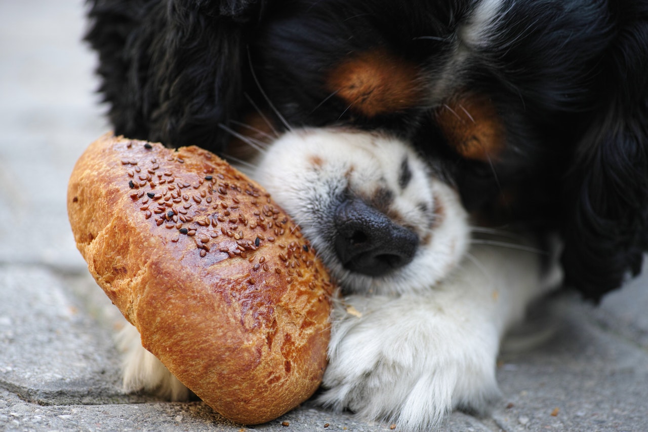 How Much Raw Food To Feed a Puppy