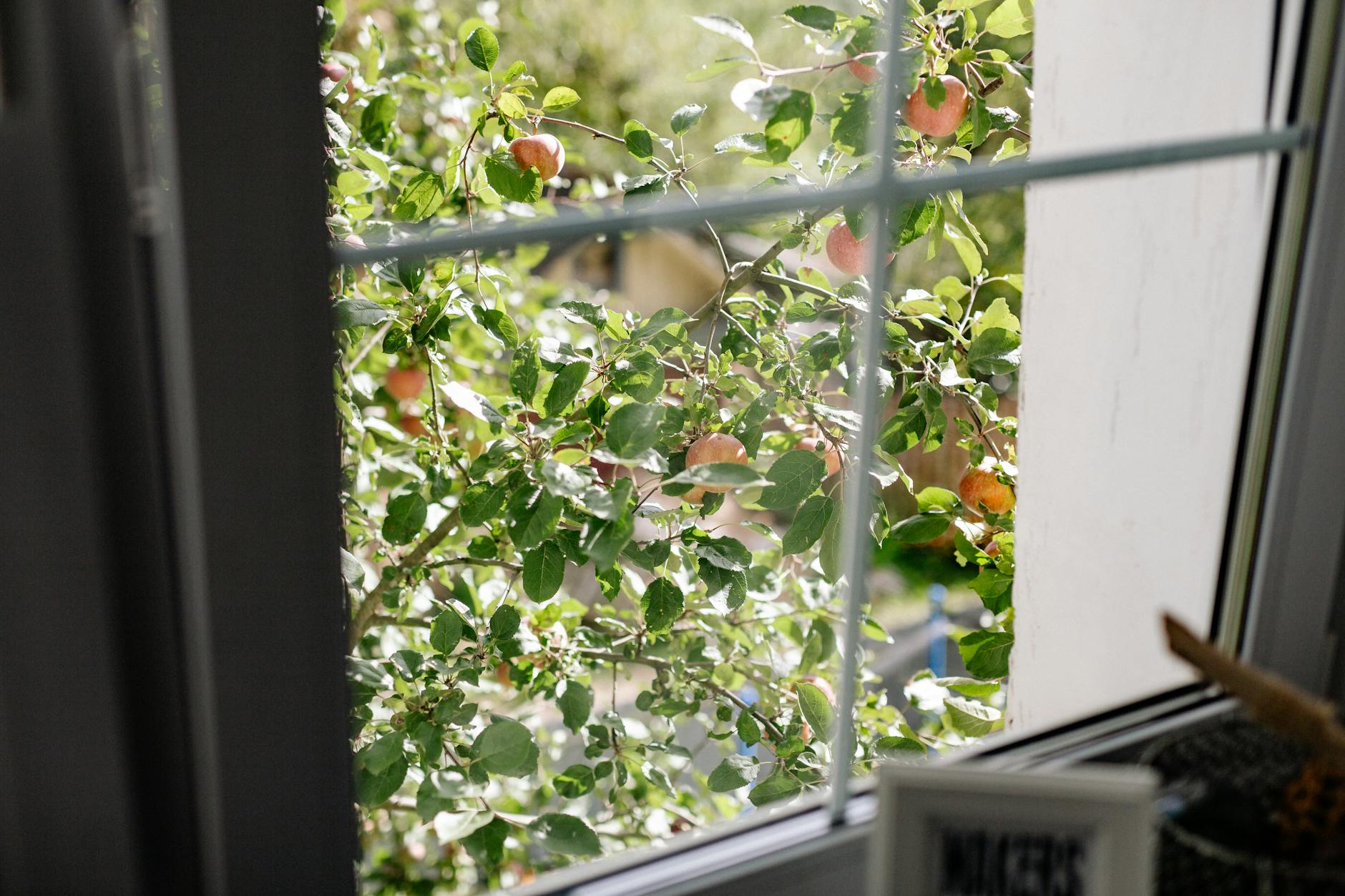 What to Expect During Window Replacement